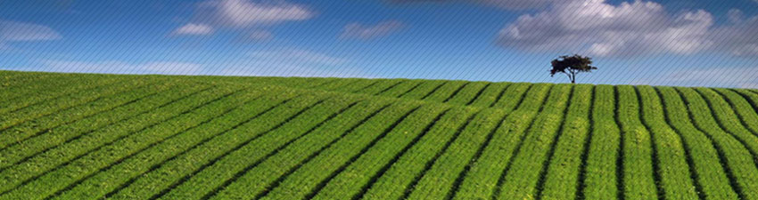 Web-based Agriculture Software